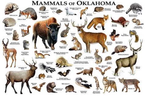 Mammals Of Oklahoma Poster Print Oklahoma Mammals Field Etsy