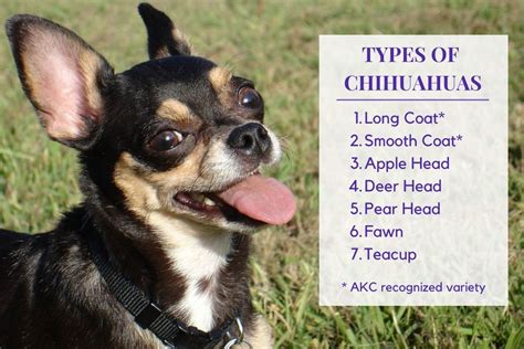 What Are The Different Types Of Chihuahuas Puppylists