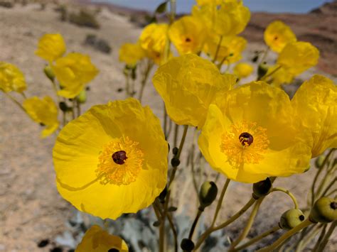 Two Rare Nevada Wildflowers Move Toward Endangered Species Protection