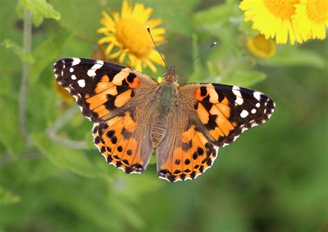 Uk Could Be Seeing A Once In A Decade Painted Lady Butterfly Influx