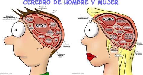 Las Diferencias Reales Entre Cerebros De Hombres Y Mujeres