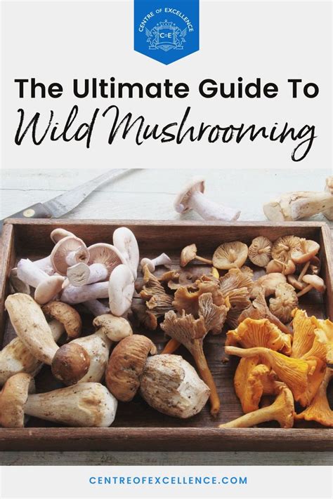 The Ultimate Guide To Wild Mushrooming Safe To Eat Mushrooms You Can