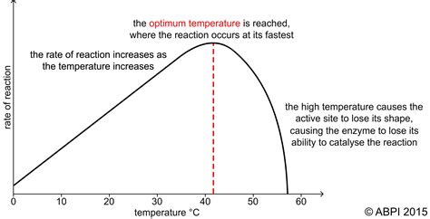 Enzyme Temperature Graph