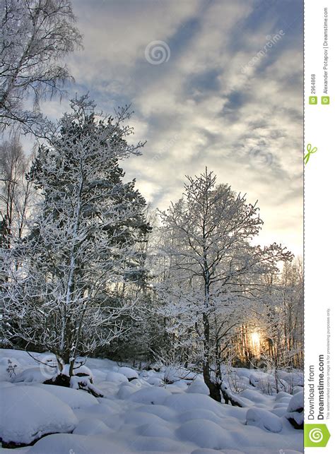 Sunset In Birch Forest Royalty Free Stock Photos Image