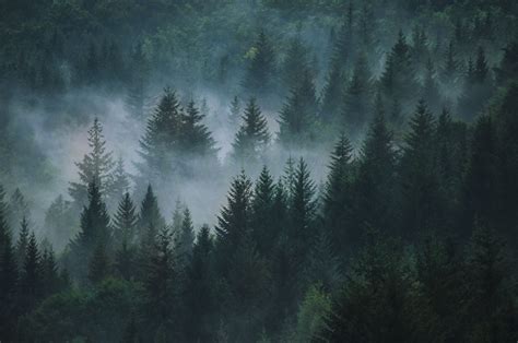 Pin By Liya Essaulova On Livin In The Woods Twilight Photos Dark