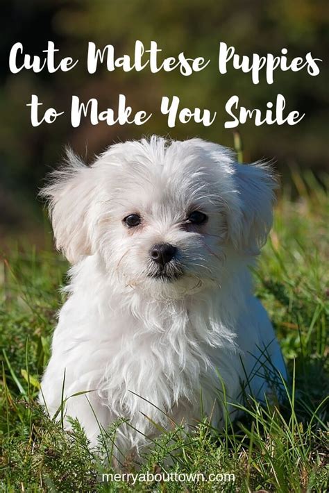 Cute Maltese Puppies To Make You Smile Maltese Puppy