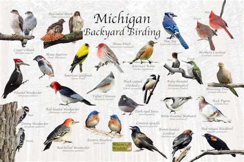 Birds Of Michigan Backyard Birding Identification Picture Etsy