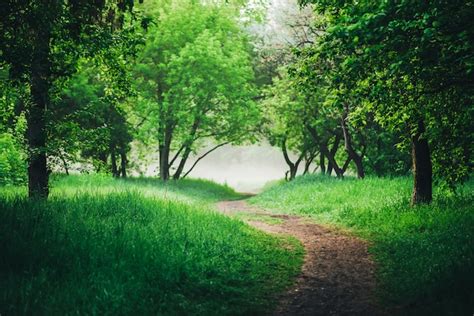 Scenic Landscape With Beautiful Lush Green Foliage Footpath Under