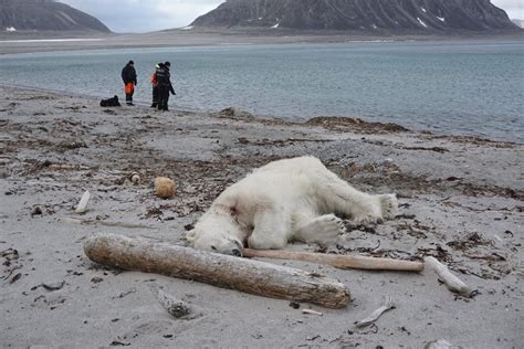 Polar Bear Shot Dead After Attacking A Cruise Ship Guard On Svalbard