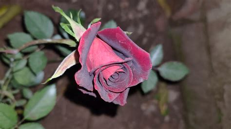 Black Baccara Rose On Full Bloom Maroon Rose Black Lady Rose