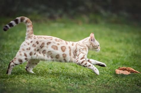 Caring For Your Snow Bengal Cat Theauldshillelagh