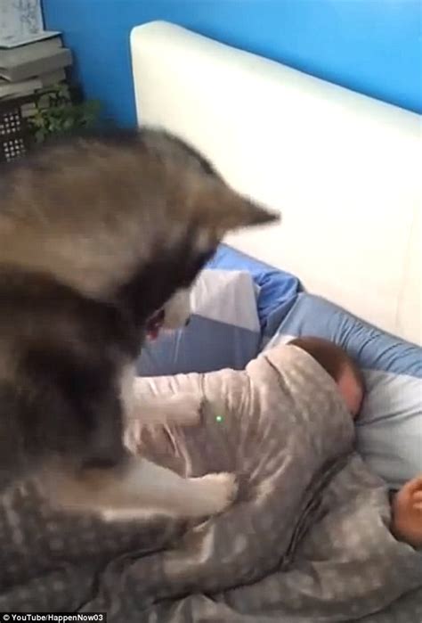 Allow him to take some time getting used to your bedroom. Dog pummels his sleeping owner to get him to wake up ...