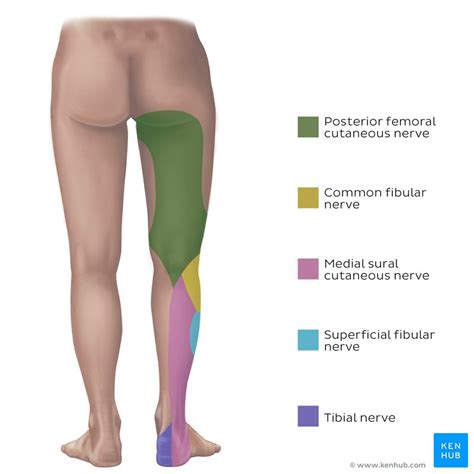 Peroneal Nerve Distribution Hot Sex Picture