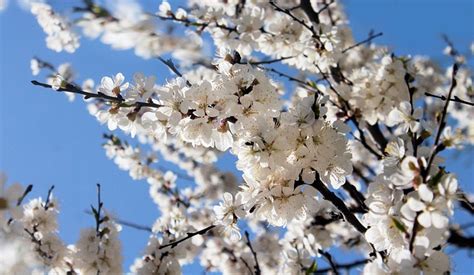 Kirsebærblomster Forår Maj Gratis Foto På Pixabay