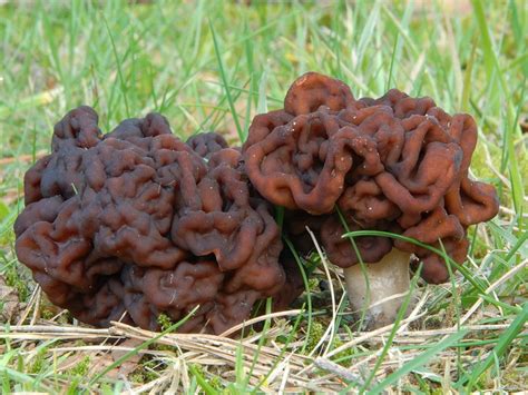 The 7 Weirdest Mushroom And Fungi Species In The World