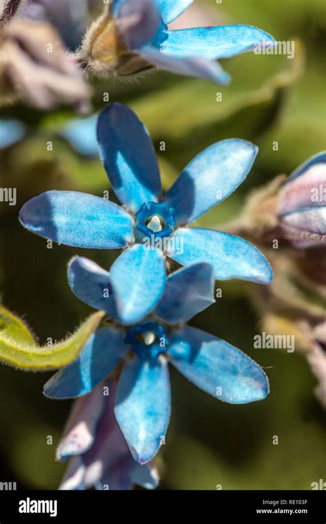 Blue Milkweed Oxypetalum Coeruleum Stock Photo Alamy
