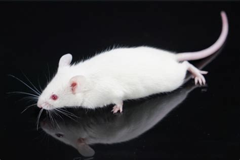 Nod Scid Mice 湖南斯莱克景达实验动物有限公司实验动物供应净化保种扩繁