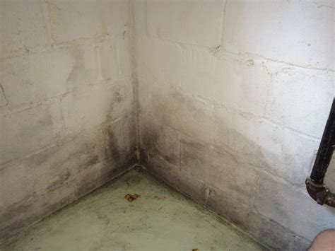 Plus, mold can quickly decay organic materials such as wood, leading to structural failure. Removing Black Mold From Basement Cinder Blocks - General ...
