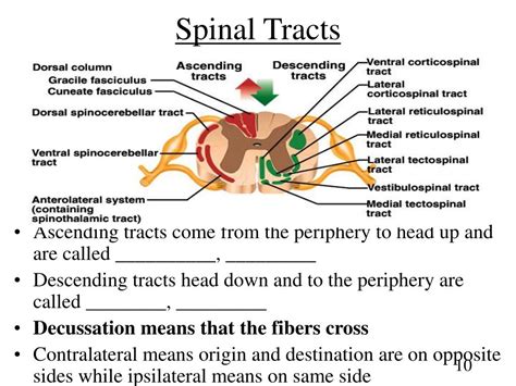 Ppt Chapter 13 Spinal Cord Nerves And Reflexes Powerpoint