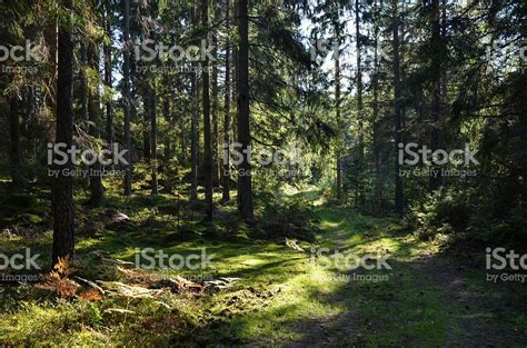 Green road in forest royaltyfri bildbanksbilder | Forest photos, Forest, Coniferous forest
