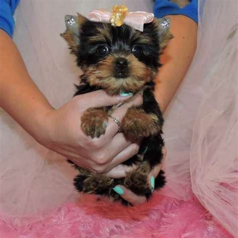 Adopt a rescue dog through petcurious. Tea Cup Yorkie's Puppies For Adoption - Dogs & Puppies ...