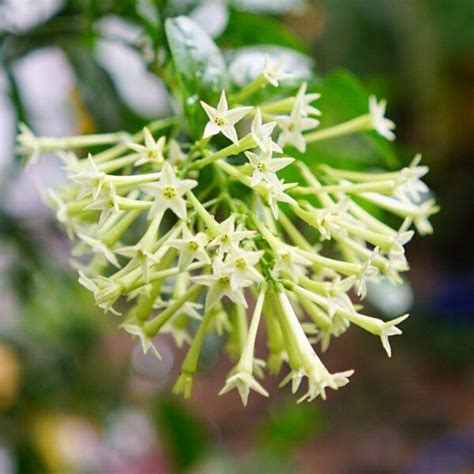Motia Attar Night Blooming Jasmine Natural Alchemy
