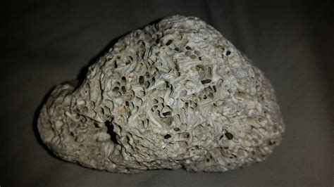 What Is This Extremely Porous Rock Found In The Sf Bay Area R