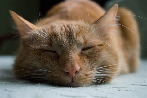 Everything You Need To Know About A Cat Twitching In Sleep The Pet Staff