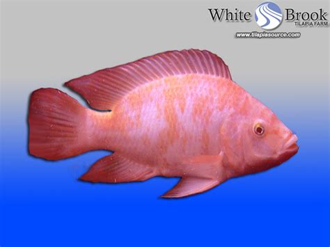 Live Tilapia For Sale Red Nile Tilapia Fingerlings