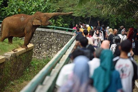 Kebun Binatang Ragunan Jakarta Harga Tiket And Jam Buka
