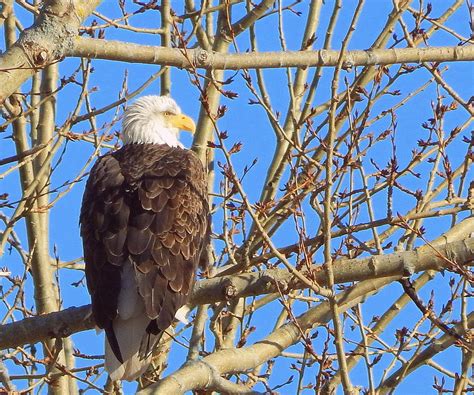 The Eagle Has Landed Photograph By Karen Cook Fine Art America