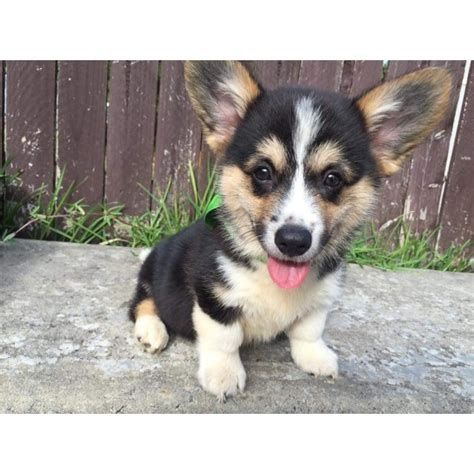 Corgi puppies were bred into two different types: Cuinn~ Welsh Corgi puppy (On Trial 30/4/16) - Small Male ...