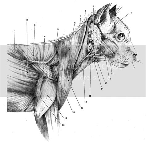 Cat Shoulder Muscle Anatomy