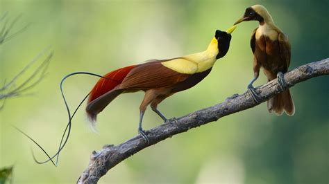 Raja Ampat Birding Tour For Wilson And Red Bird Of Paradise West Papua