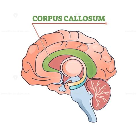 Corpus Callosum Educational Brain Part Location In Brain Outline Diagram Vectormine