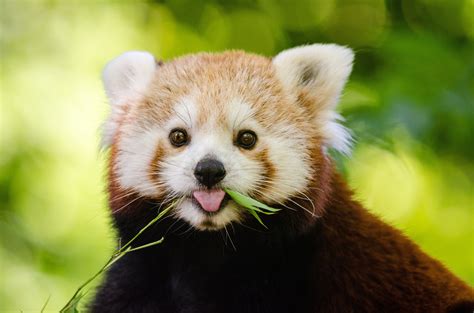 Why Red Pandas Are Endangered And What We Can Do