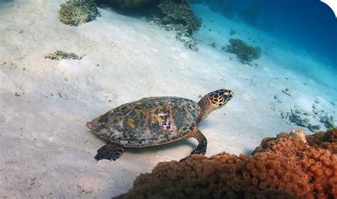 Visit Maldives Experiences Encounters With The Ancient Sea Turtles