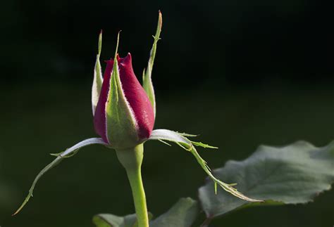 Rose Bud Photograph By Grant Groberg Fine Art America