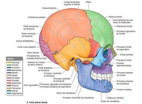 Regiões Da Cabeça Anatomia