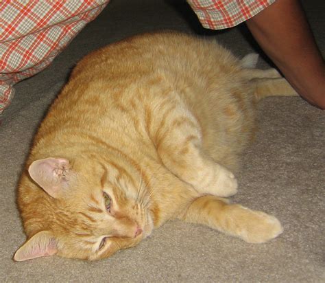 Big Fat Orange Cat 02 By Cotystock On Deviantart