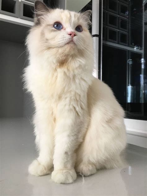 A White Cat With Blue Eyes Sitting On The Floor