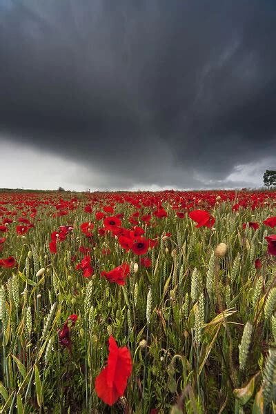 a field of red poppies under a dark stormy sky available as framed prints photos wall art and