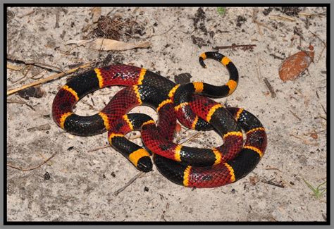 Eastern Coral Snake Florida Backyard Snakes