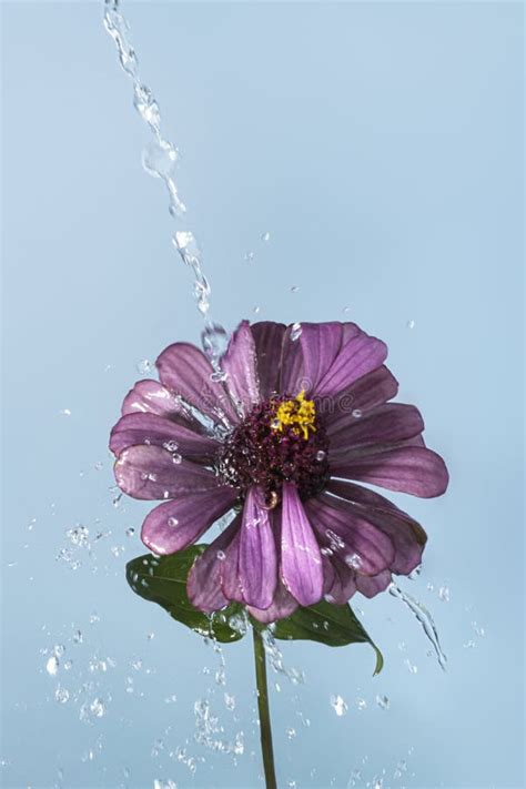 Purple Zinnia Flower With Water Drops Stock Photo Image Of Beauty