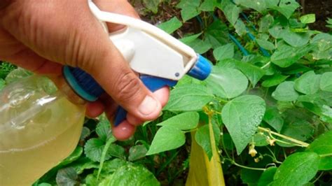 Los ocho insecticidas caseros más fáciles de elaborar para eliminar