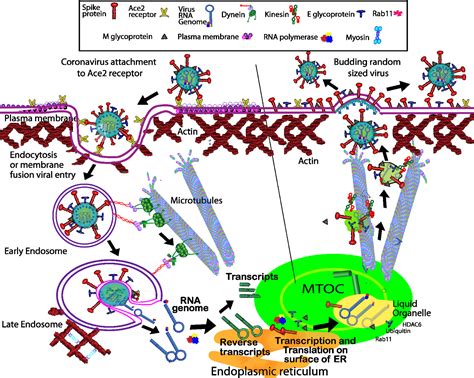 Coronavirus And The Cytoskeleton Affects And Review