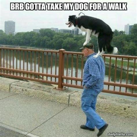 Pin On Funny Dog Pictures
