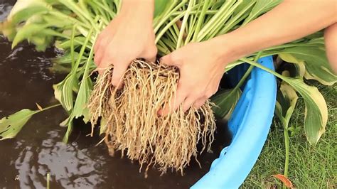 How To Split Hostas Hosta Plants For Sun Choosing Hostas That Like