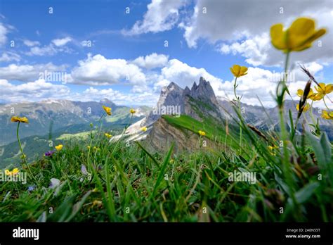 Rocky Mountain Meadow Flowers Stock Photos And Rocky Mountain Meadow