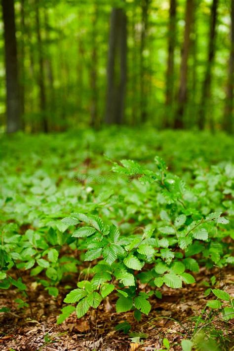Beech Seedlings With Forest Stock Photo Image Of Morning Green 16526502